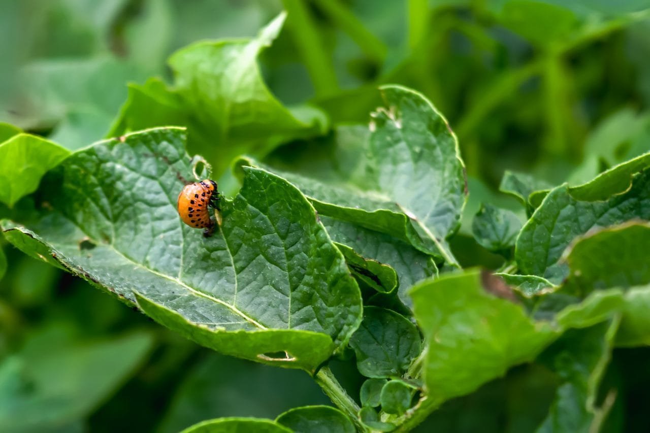 Bed Bugs Exposed