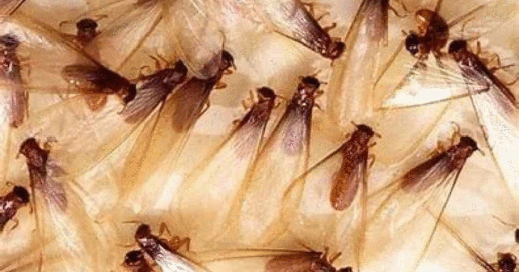 Professional Pest Control Service Near Me