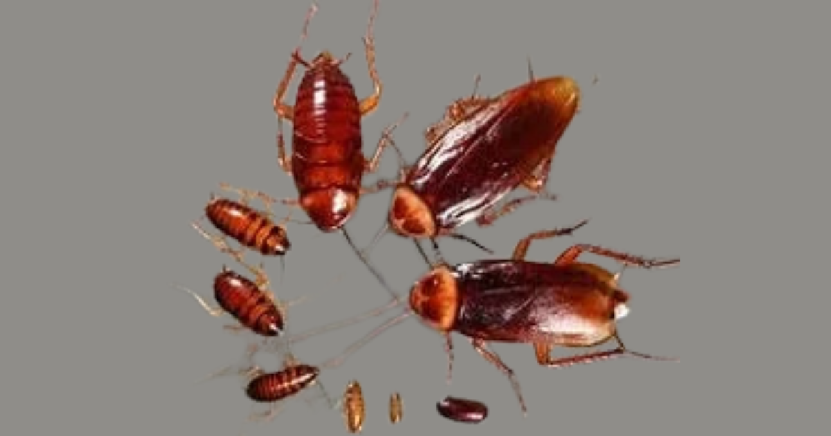 Commercial Pest Control Service Near Me