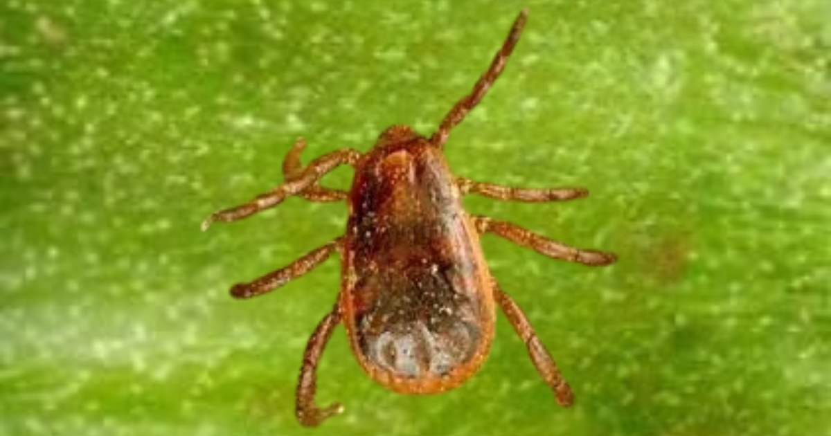 Commercial Pest Control Service Near Me