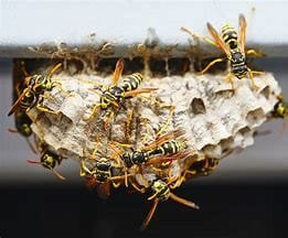 National Pest Management Association