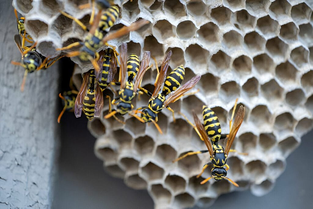Professional Pest Control Exterminator