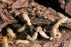 Termite Picture 46