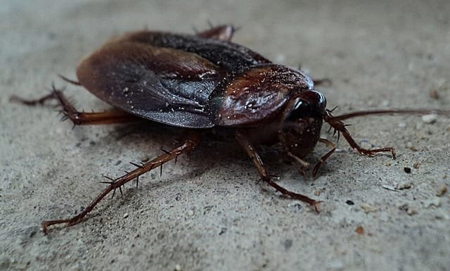 Extermintor Tyler Tx 