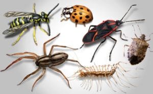 Pest Control Services Flint, Texas