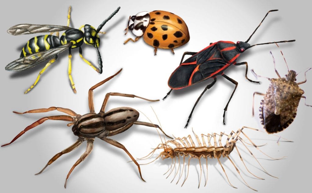 Pest Control Services Flint, Texas