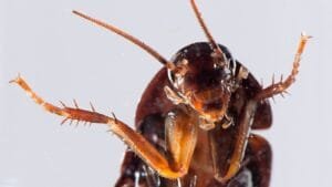 Lindale TX Pest Control Services