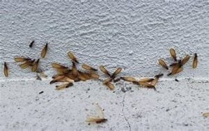 Expert Pest Control in Longview, Texas