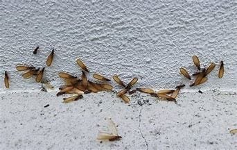 Expert Pest Control in Longview, Texas