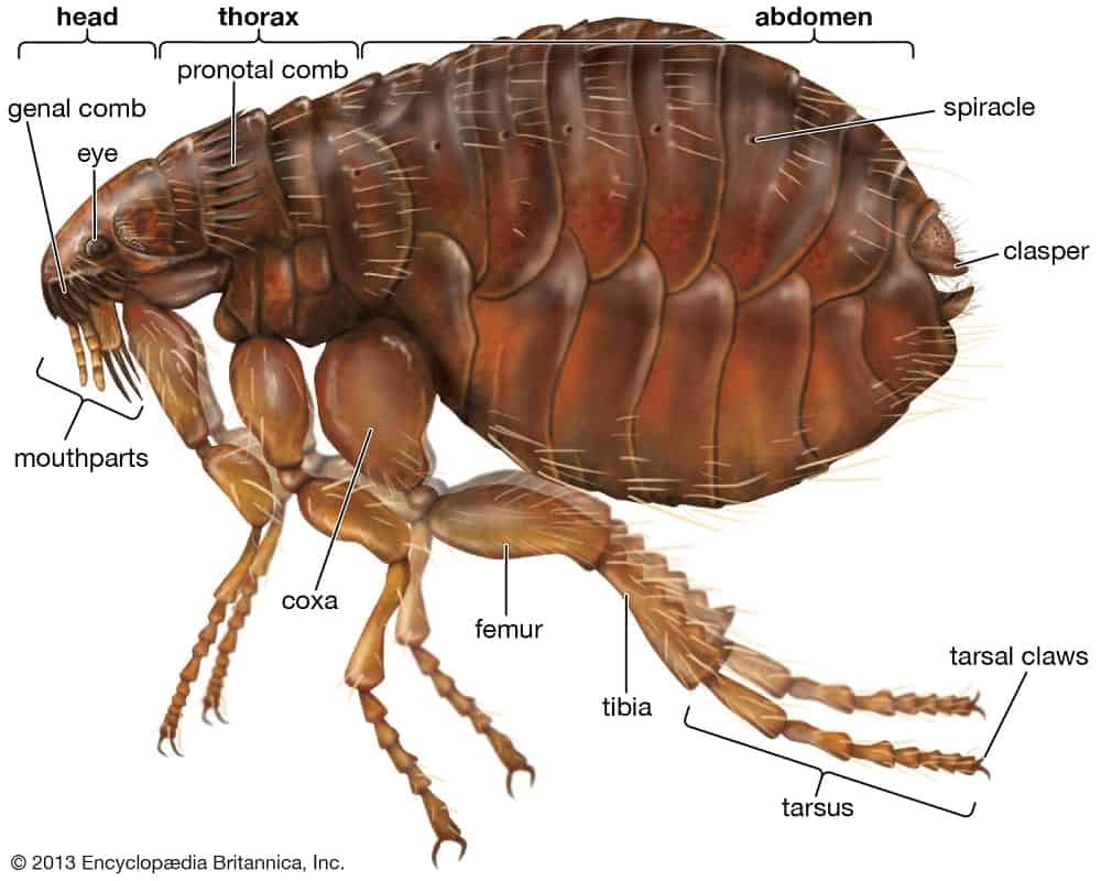 Commercial Pest Control Service Near Me