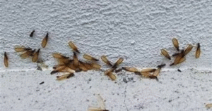 EAST TEXAS ACTIVE TERMTES