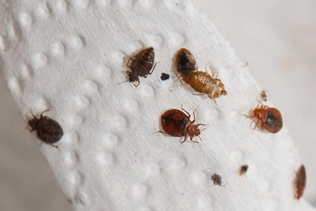 How to Protect Yourself from Bed Bugs While Traveling