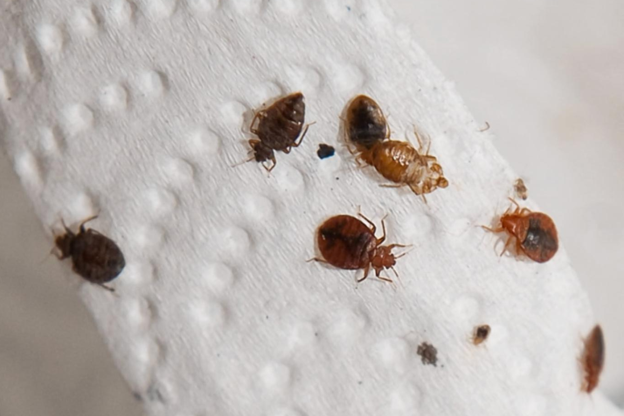 How to Protect Yourself from Bed Bugs While Traveling