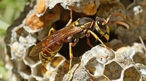 A Wasp Tale from the Atomic Age